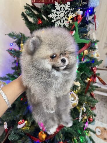 Зоотовары: Шпиц, 1 месяц, Самец, С родословной — 3