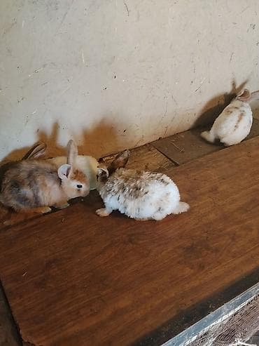 Продаю крольчат породы Рекс