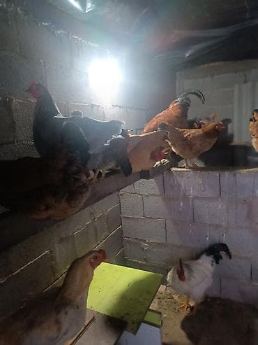 циплята бройлер: Сатам | Тооктор, Короздор | Союуга, Көбөйтүү үчүн, Жумуртка туудуруу үчүн — 5