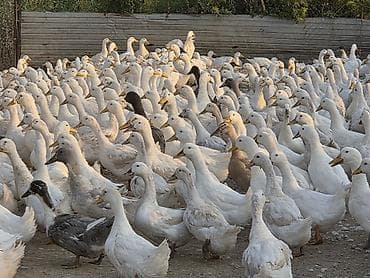 Тармактык маркетинг: Талап кылынат Канаттуу куш багуучу, Төлөм: Жума сайын, Окутуу — 3