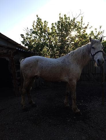 английский айгыр: Продаю | Жеребец | Рабочий — 2