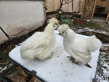 Услуги ветеринара: Продаю | Куры | Для разведения — 3