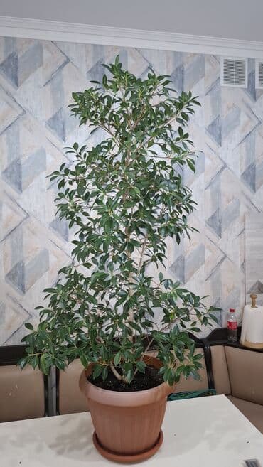 примула комнатные: Фикус (вероятно Бенджамина) в крупном горшке - Крупномер комнатного — 5