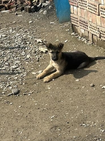 Ит бекер берем: Овчарка, 2 айлык, Ургаачы, Эмделген — 4