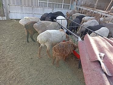 бекер иттер: Сатам | Кочкор (эркек) | Арашан | Союуга | Асыл тукумдуу — 5