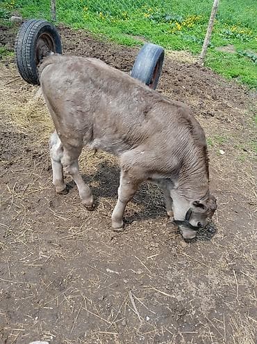 ветеринар бишкек: Продаю | Бык (самец) | На откорм | Привязанные — 3