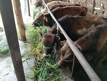 кой баш: Продаю | Бык (самец) | Ангус, Швицкая | На откорм — 7