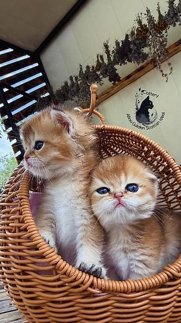 кошка черная: Скотиш Фолд (Шотландская вислоухая), 1 месяц, Мальчик, Золотая шиншилла, Приучена к лотку, Проглистована, С документами — 4
