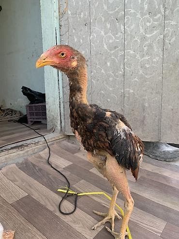 аям семани: Продаю | Петух | Бойцовая | Для разведения — 3