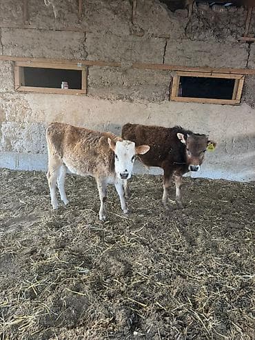 ит бишкек: Сатам | Музоо — 3