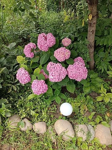 Продаю декоративные растения НЕДОРОГО . Почаопокровные