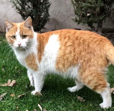 домашние кошки: Кошка даром: Беспородная, 2 года, Девочка, С прививками, Приучена к лотку, Проглистована — 10