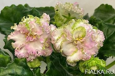 Замиокулькас (Долларовое дерево): 🌱🌺🌱 Продаю сортовые ДЕТКИ стандартных, трейлерныхмини и полумини — 6