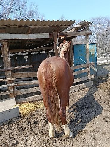 ат бишкек: Сатам | Тай | Жумушка — 2