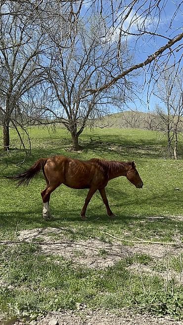 курорты: Отдых в горах с комфортом 🏔️ Уютные номера (люкс и стандарт) + сауна — 9