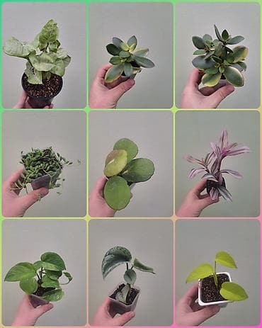 • Комнатные растения (укоренённые черенки/детки/молодые at lalafo.kg • Комнатные растения (укоренённые черенки/детки/молодые