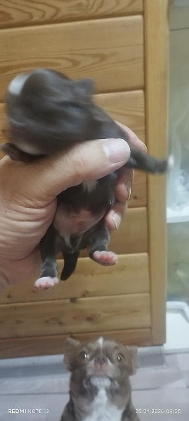 чихуахуа щенки: Продаётся щенок порода чихуахуа. Родители с родословной — 6