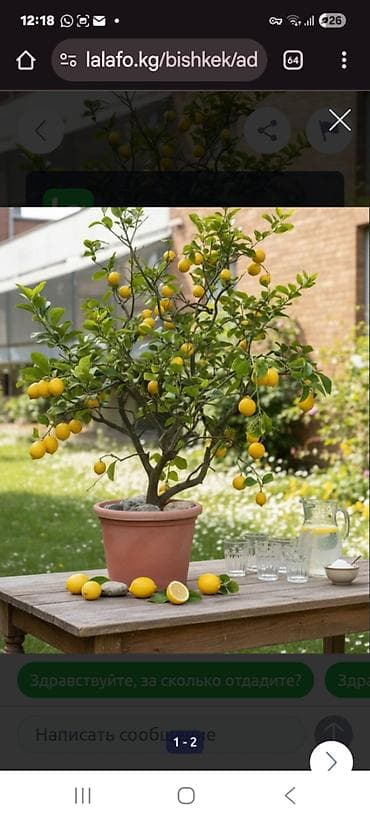 Лимон 4 года растению, отцвела в этом году, имеет более 30 плодов. 2