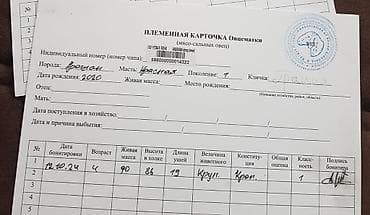 собаки щпиц: Продаю | Овца (самка) | Арашан — 3