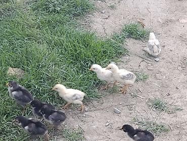 жаны асый: Сатам | Короздор | Тебиштирүүчү | Көбөйтүү үчүн — 4