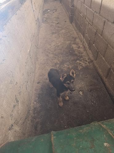 зоомагазин бишкек с животными: Немецкая овчарка, 3 месяца, Самка, С прививкой — 5