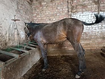 Продаю | Жеребец | На забой