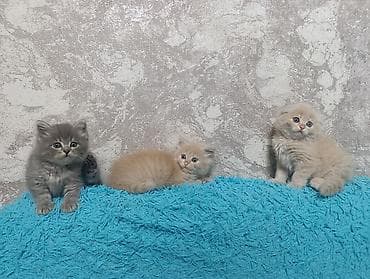Милые умные красивые игривые котята 😍😍😍😍к Лотку преучены!!! 2 месяца