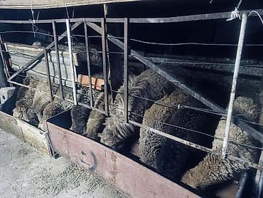 ит кангал: Продаю | Овца (самка), Ягненок | Полукровка | Для разведения — 4