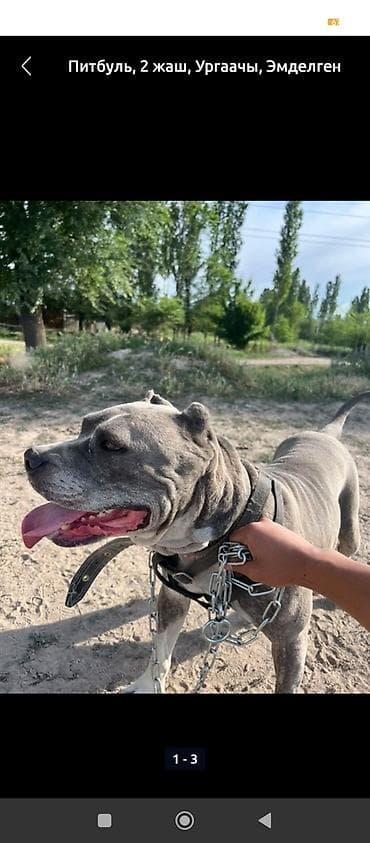 заказать немецкую овчарку: Питбуль, 4 года, Самка, С прививкой — 2