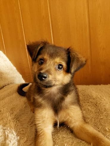собаки самки: 🐶 Ищет любящий дом очаровательная девочка! ❤️ Возраст — 2 месяца — 4