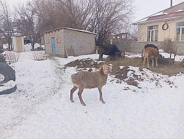 рабочие лошади: Продаю | Овца (самка) | Для разведения | Ярка — 3