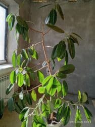 Распродажа комнатных цветов! Цены от 150с.!