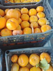 ведро эмалированное с крышкой 10л цена бишкек: Хурма в ящиках - Сорт: крупноплодная хурма (не вяжет при полной — 18