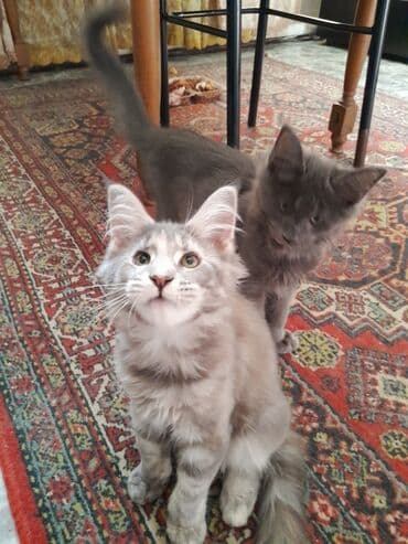 купить собаку хаски: Мейн-кун, 3 месяца, Девочка, Проглистована — 1