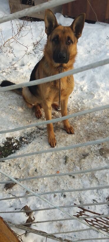 джек рассел терьер купить бишкек: Продаю восточной европейские овчарки самка и кобель по 3,5 года щенок — 7