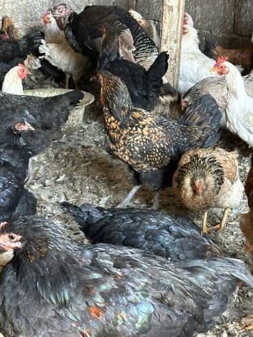 собаки цена: Продаю | Куры | Домашняя | Для разведения — 10