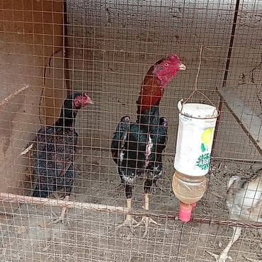 бойцовые птицы: Продаю | Цыплята | Для разведения — 8