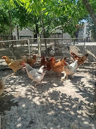 кой бишкек: Дамашный тооктор сатылат туп жатат 9 тоок бар алмашу жолдору бар жемге — 4