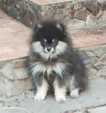 Шпиц, 4 месяца, Самец, С прививкой