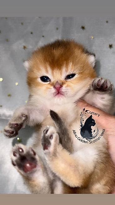 Другие животные: Скотиш Страйт (Шотландская прямоухая), 1 месяц, Мальчик, Золотая шиншилла, Приучена к лотку — 10