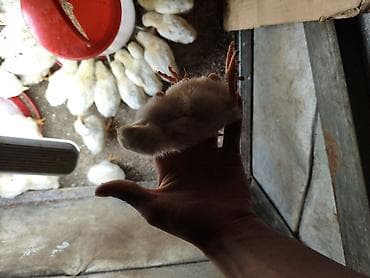 птицы бишкека: Продаю | Цыплята | Бройлерная | На забой — 1