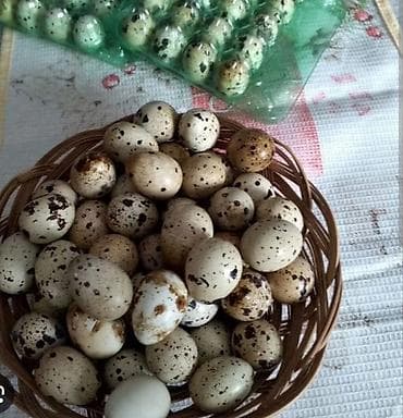 Мёд: Перепелиные яйца инкубатционное - Натуральные, свежие, с характерной — 1