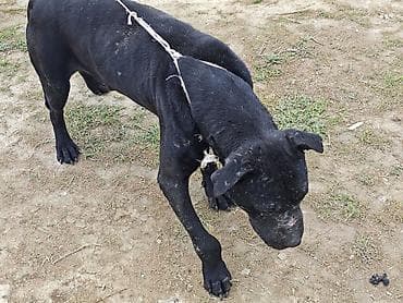 ит керек: Питбуль, 4 жаш, Эркек, Эмделген — 1