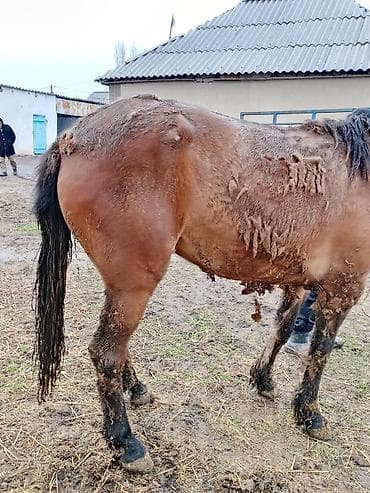 продаю эшака: Продаю | Кобыла (самка) | Дончак | На забой | Племенные — 1