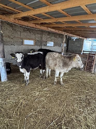 Ветеринар кызматы: Сатам | Бука (эркек) | Аргын, Симментал, Айршир | Көбөйтүү үчүн | Байланган — 4