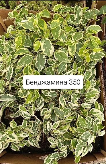 солнычный свет: Комнатные растения в горшках: - Шефлера — по 350. Компактные кустики — 2