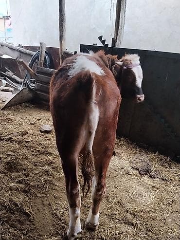 форма животных: Продаётся бык. 1год — 3