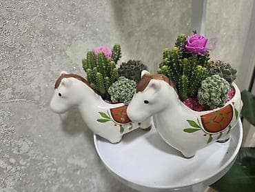 Бөлмө өсүмдүктөрү: Комнатные растения в горшках. - Суккуленты, сансевиерия, алоэ — 3