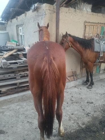 голуби павлин: Продаю | Кобыла (самка) | Для разведения — 7