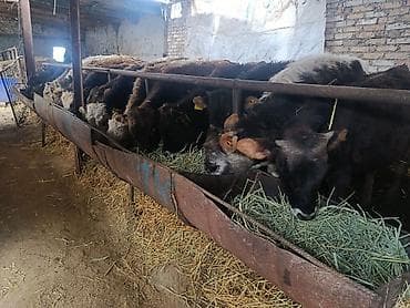 Башка жаныбарлар: Сатам | Бука (эркек) — 2